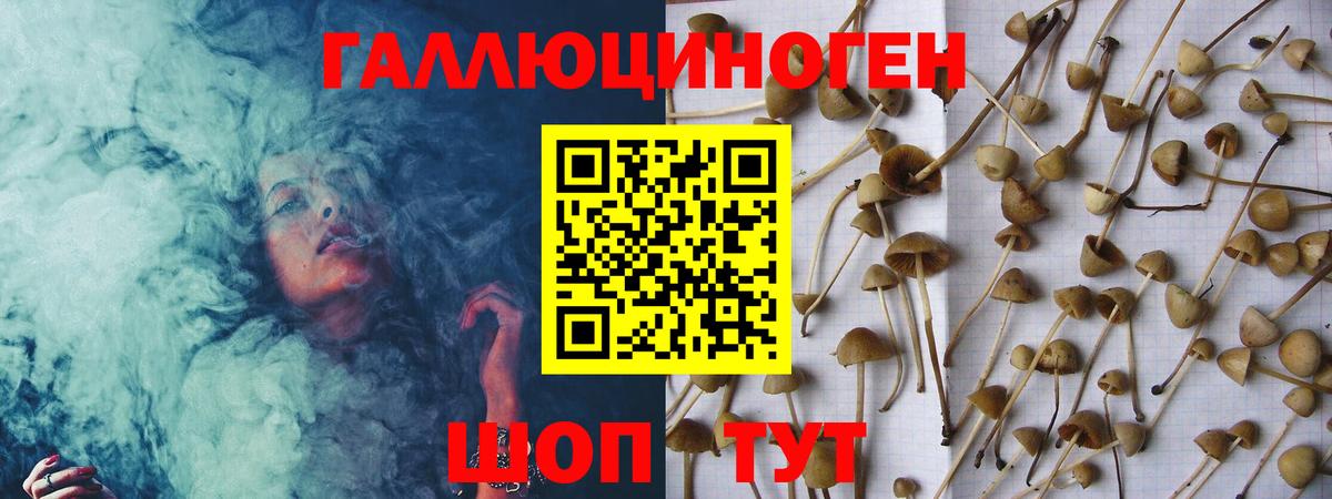 Галлюциногенные грибы Psilocybe Хабаровск